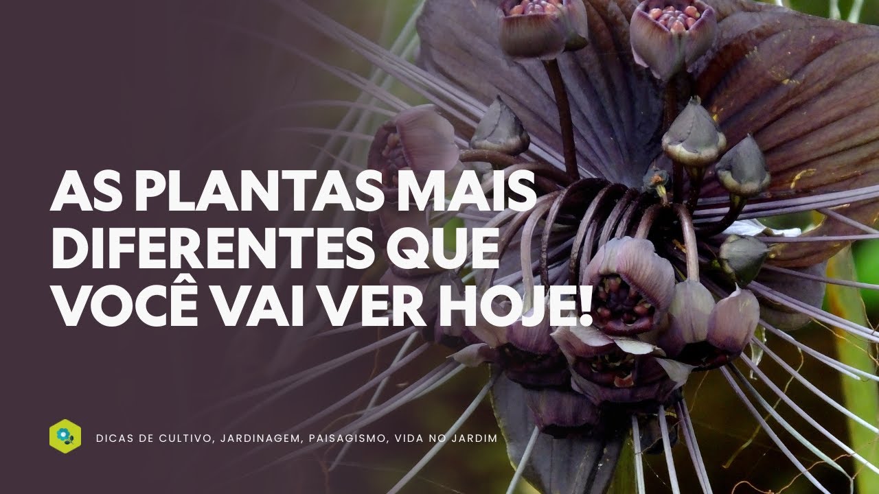 As plantas mais diferentes que você vai ver hoje!