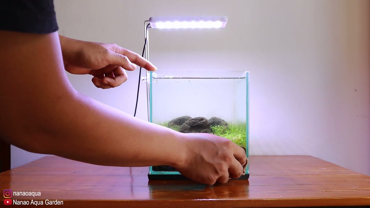 MINI IWAGUMI AQUASCAPE NO CO2 NO FILTER || 5 MONTHS UPDATE - DIANA WALSTAD METHOD