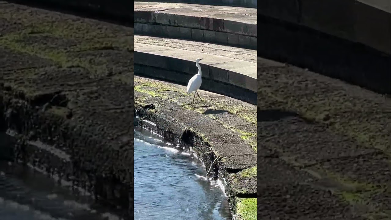 階段を昇るコサギ A little egret going up the stairs #隅田川 #コサギ
