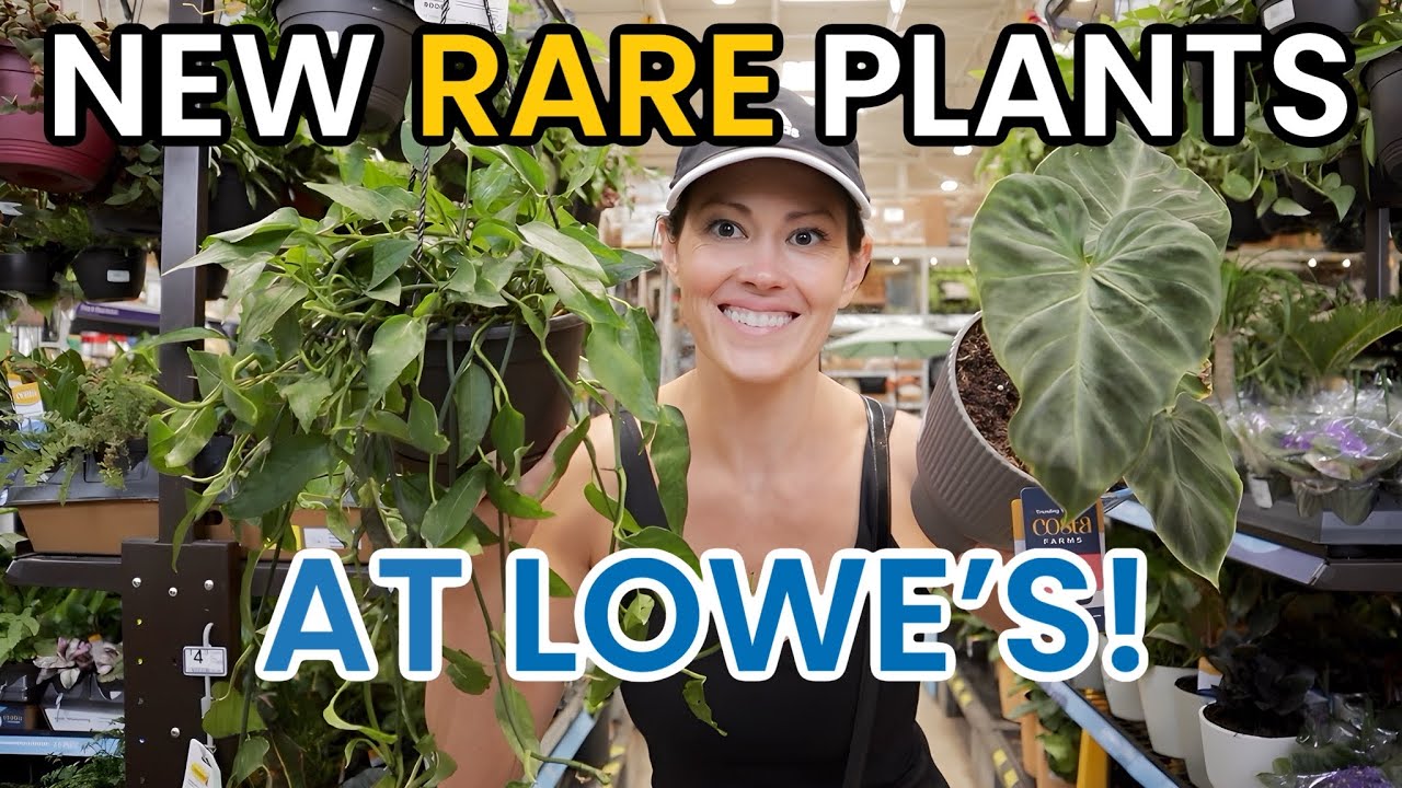 NEW RARE PLANTS AT LOWE'S!  Home Depot & Lowe's Plant Finds - Big Box Houseplant Shopping