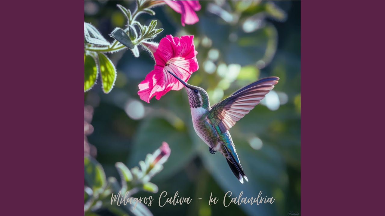 La Calandria (En Vivo)