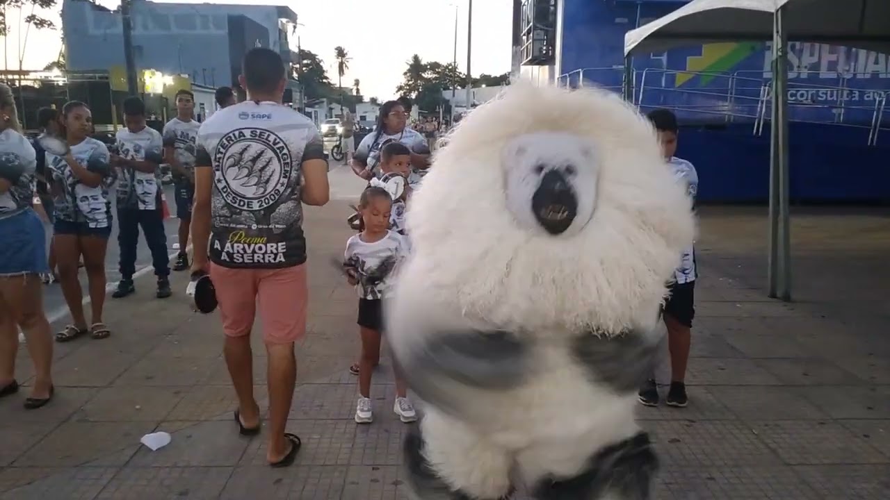 URSO DA MATA (22/02/2026) SAPÉ-PB PRAÇA DE EVENTO🥁🐻