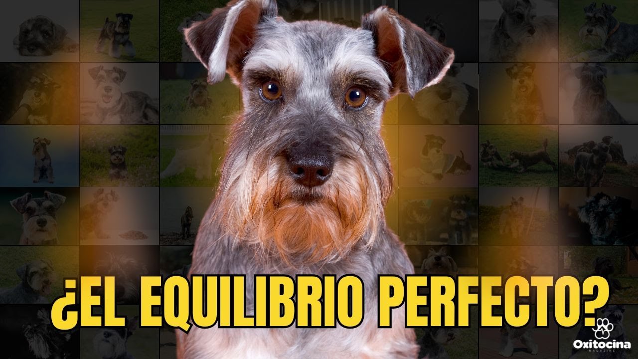 Nadie te dijo esto del Schnauzer Estándar 😱 | El perro que lo tiene TODO