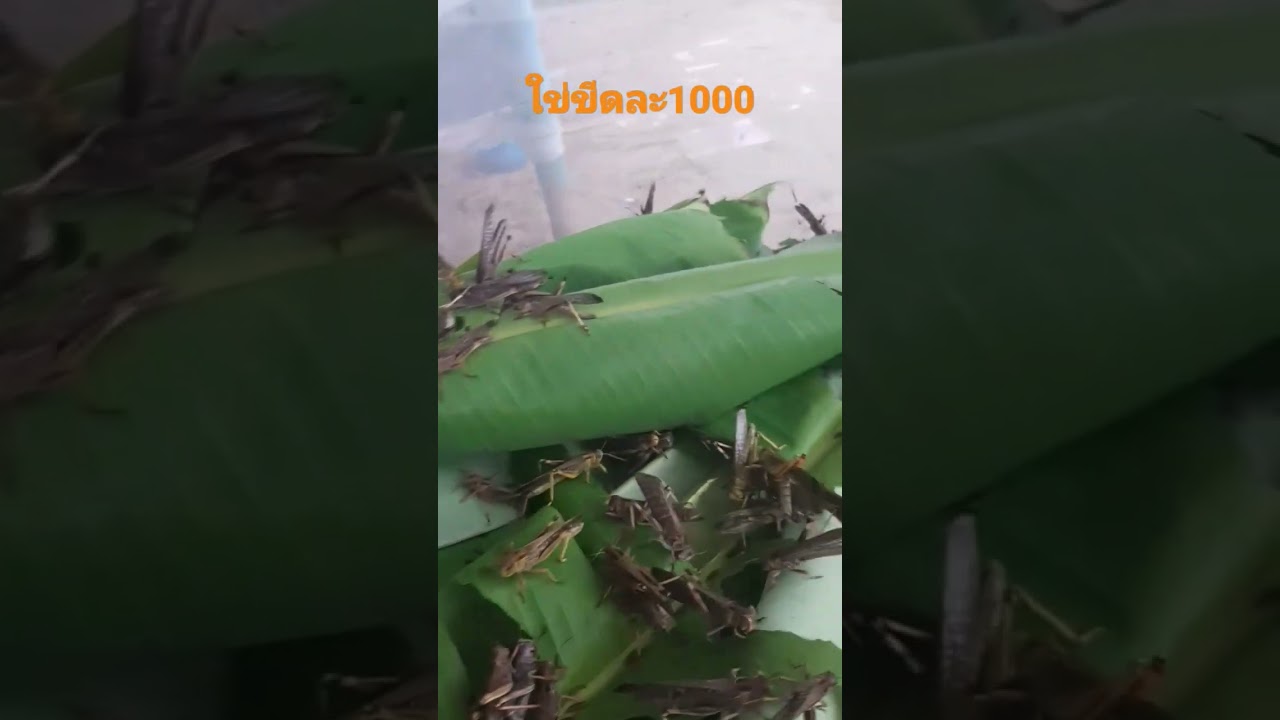 #ฟาร์มตั๊กแตน