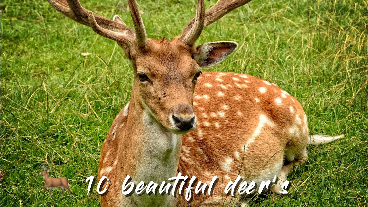 10 beautiful deer 🦌