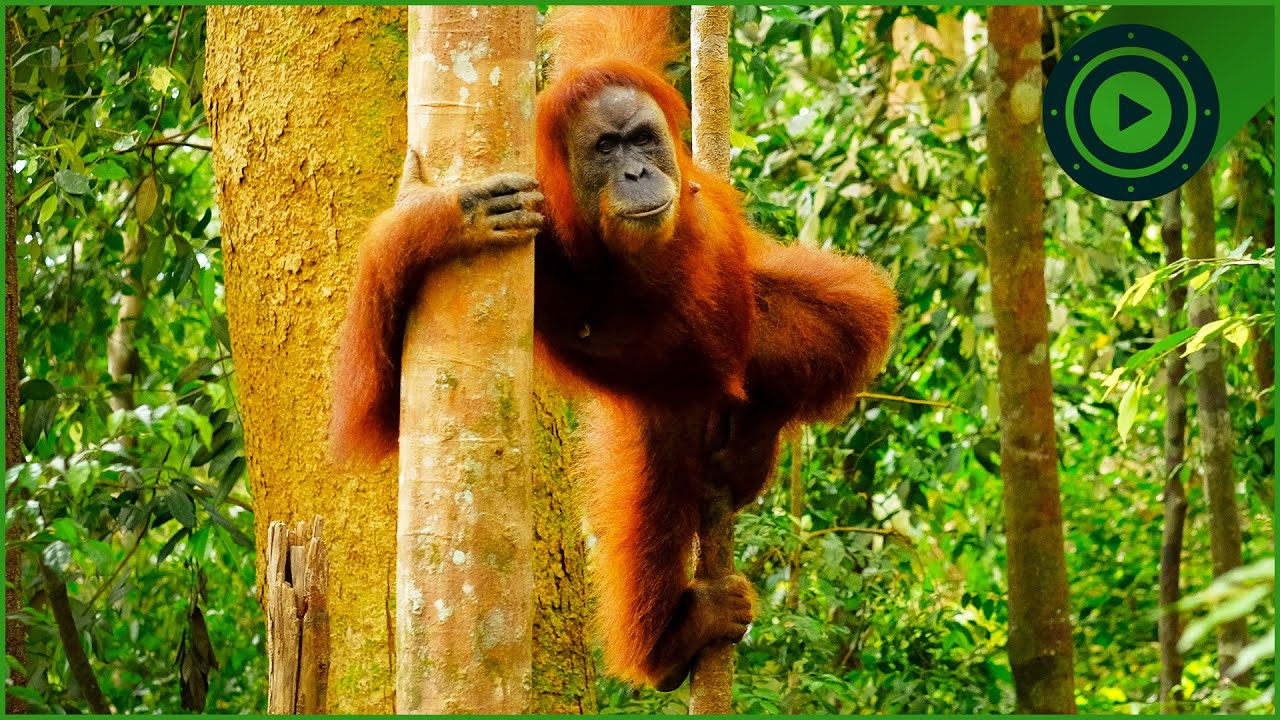 Saving the World's Rarest & Critically Endangered Apes