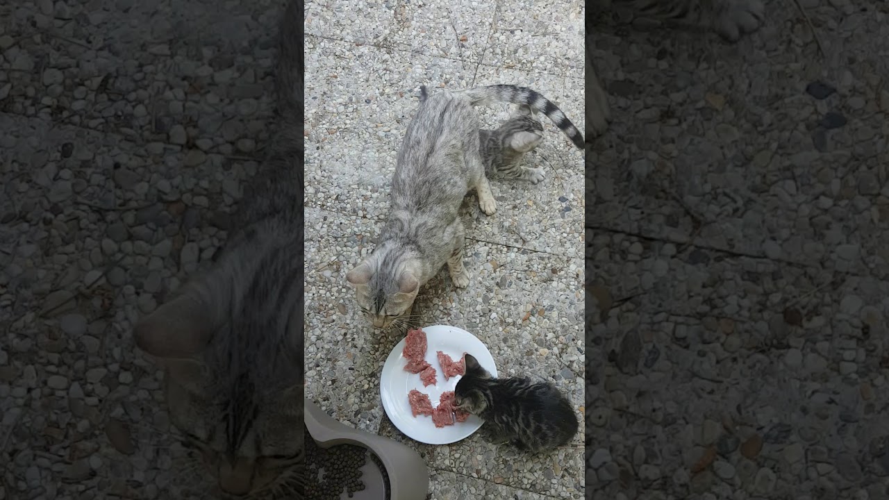 Pierre d or bengal : des tarzans