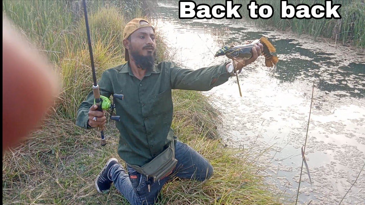 FISH ! HUNTING BACK TO BACK ATTACK ! Fishing tips and tricks #snakeheadfishing #fishingvideo 