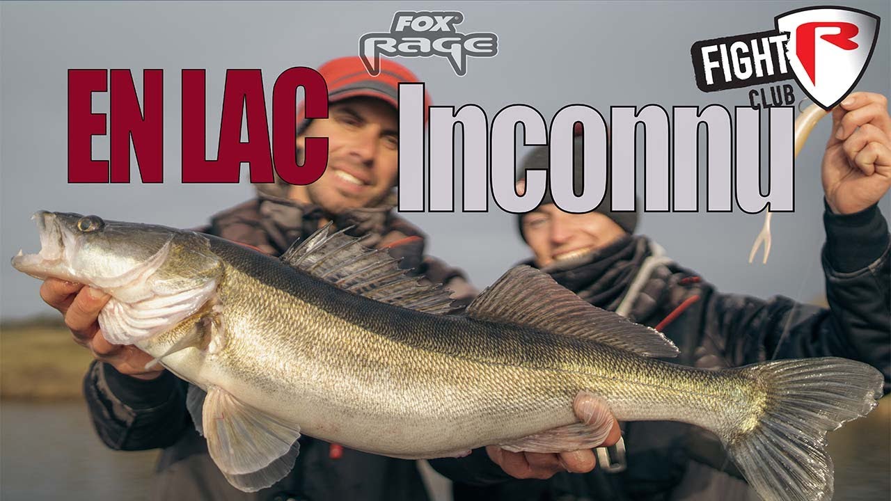 Sandres :  en lac inconnu  #Sandre #Barrage #Foxrage