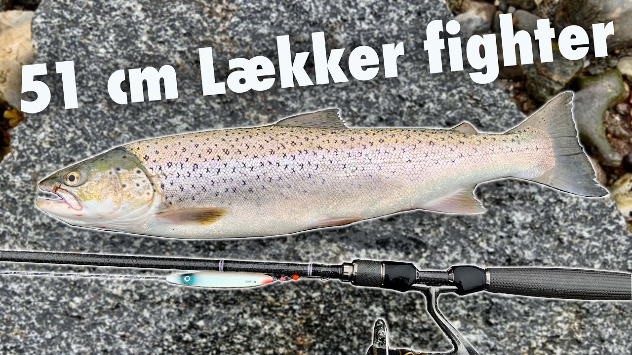 STO 👍 Sea Trout Open 2021 🎣 Fredag 💦  Fin Havørred i nettet 🐟