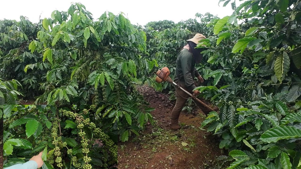 Phát cỏ để bón phân đợt cuối và chuẩn bị thu hoạch cà phê | chăm sóc cà phê cuối tháng 9 mùa mưa.