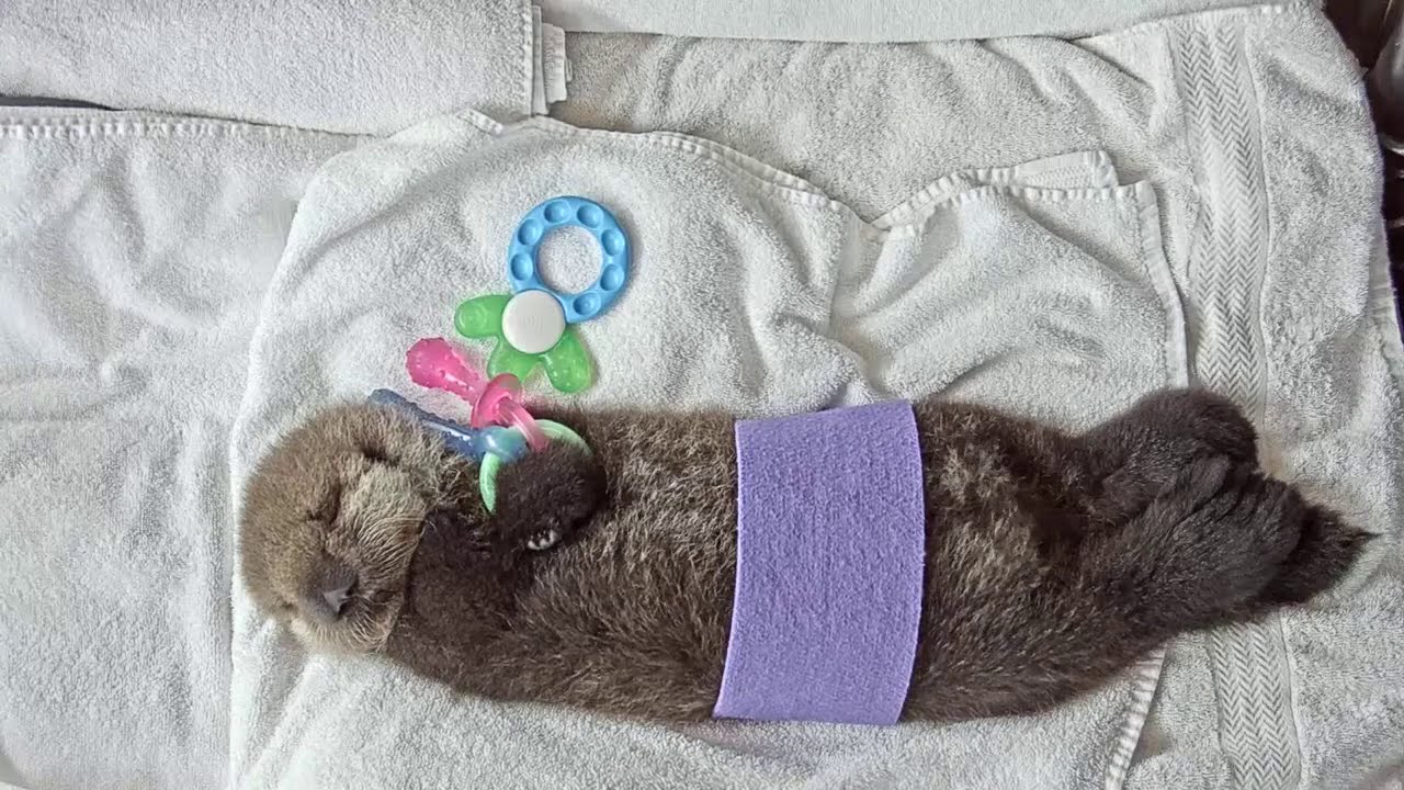 Cute Baby Sea Otter Live Stream | Ocean Wise Sea Otter Pup Joey Cam | Ozolio Webcam Services