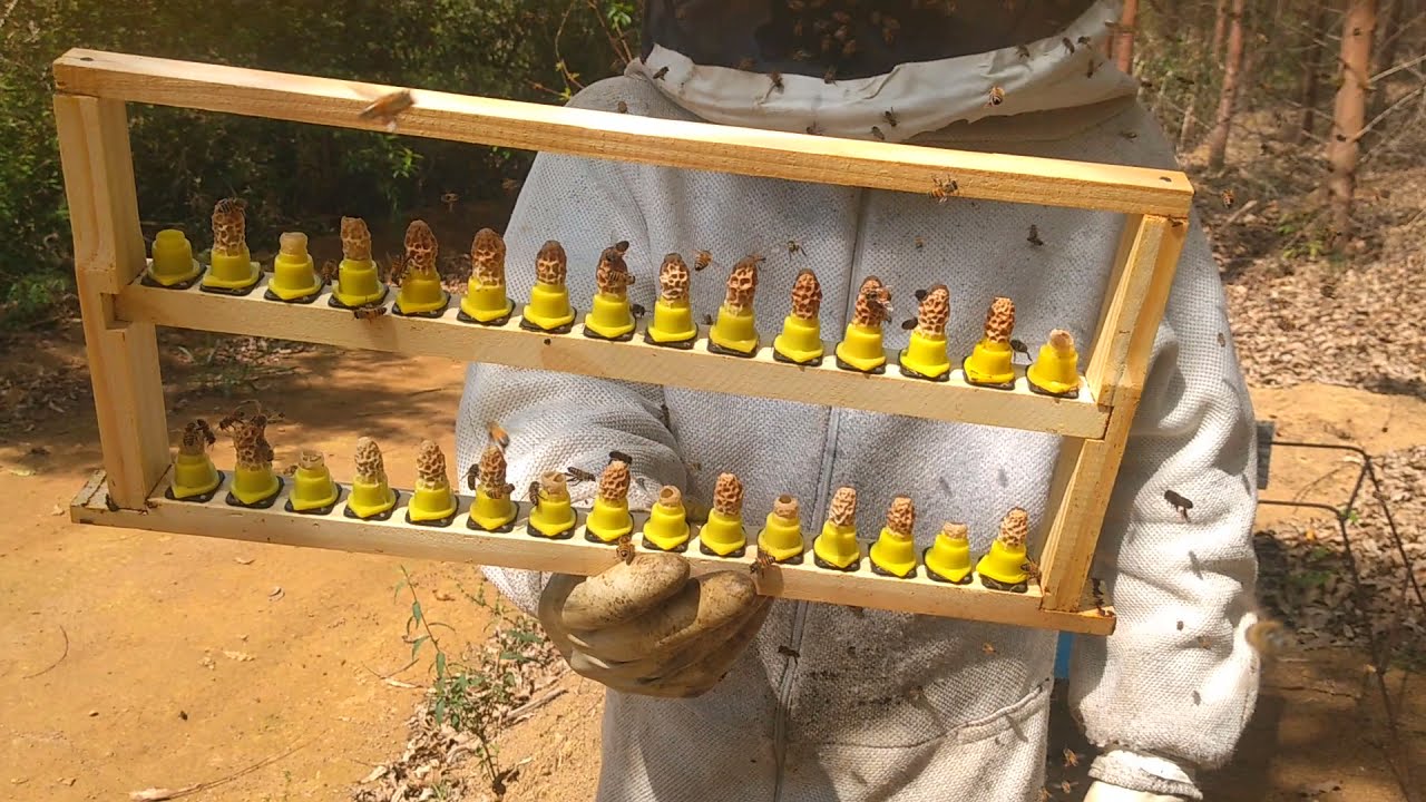 Produção de Rainha/ quando engaiolar as realeiras -  5° Passo🐝