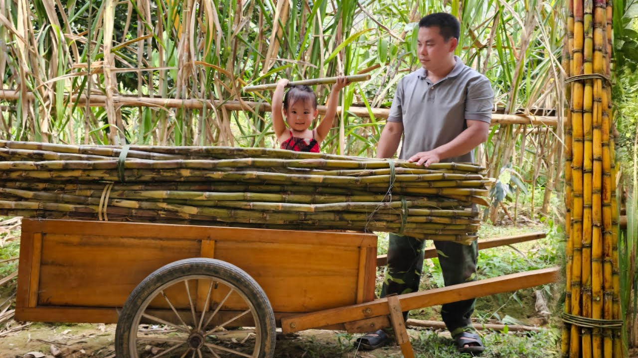 Harvest sugarcane and bring it to market to sell - take care of pigs,chickens and geese/XuanTruong.
