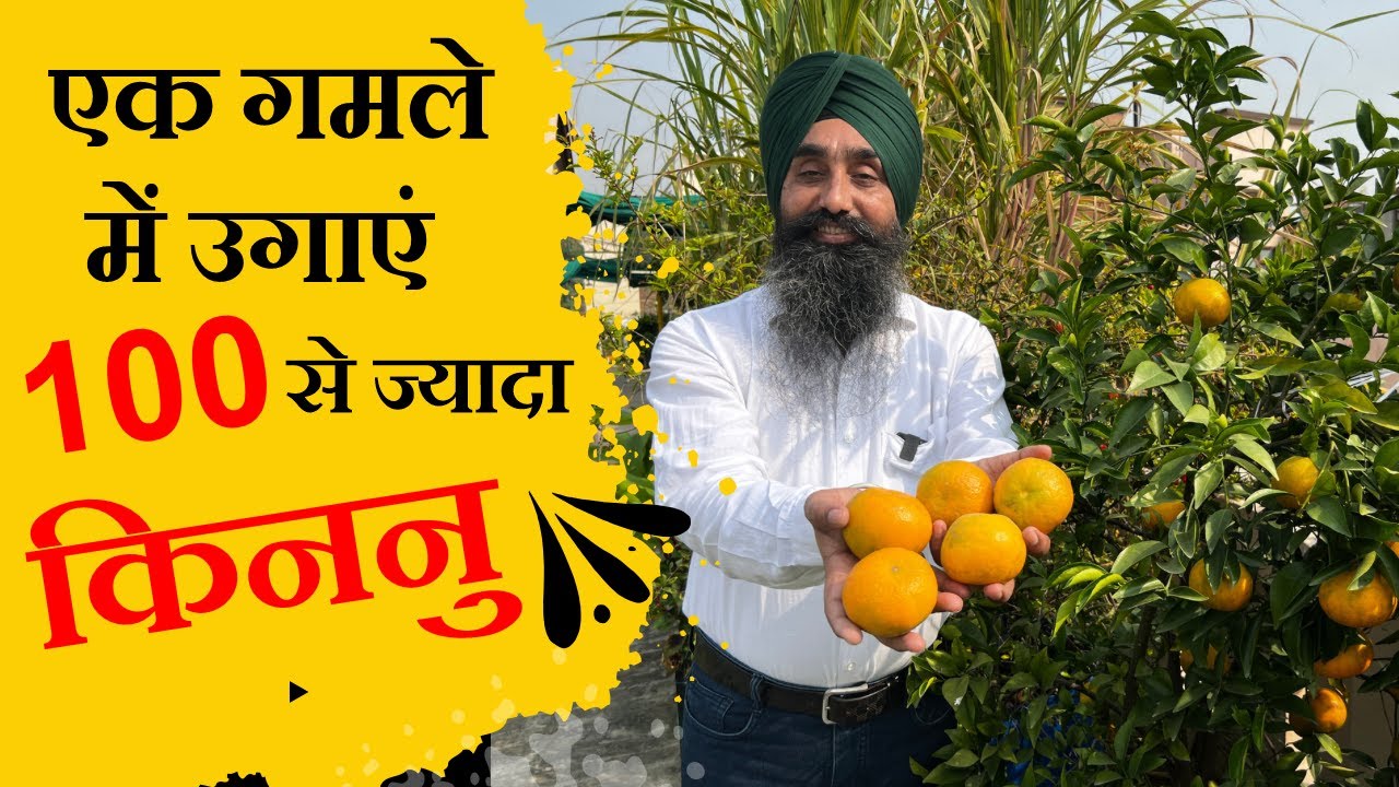 गमले में उगाएं 100 से ज्यादा किननु || Plenty of Kinnow in a Pot ||