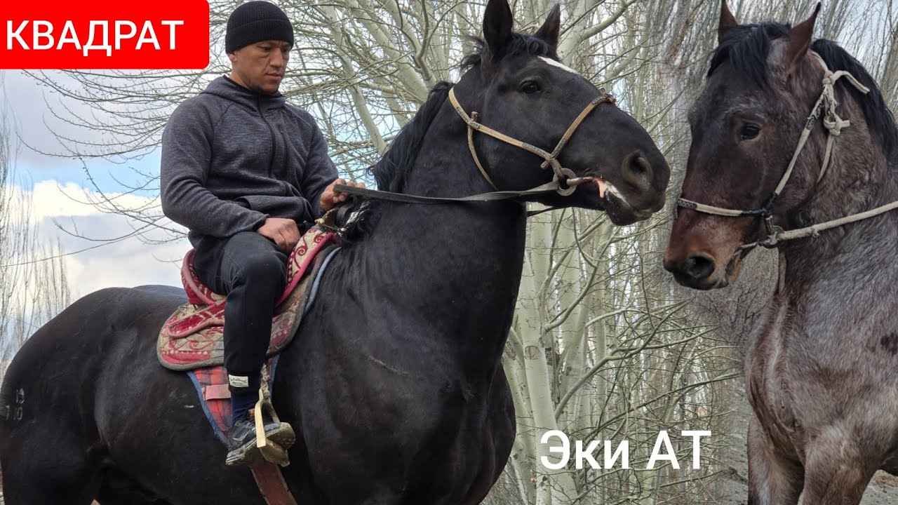 КВАДРАТ   Авазбектен   Полтарашка  1.65 см  