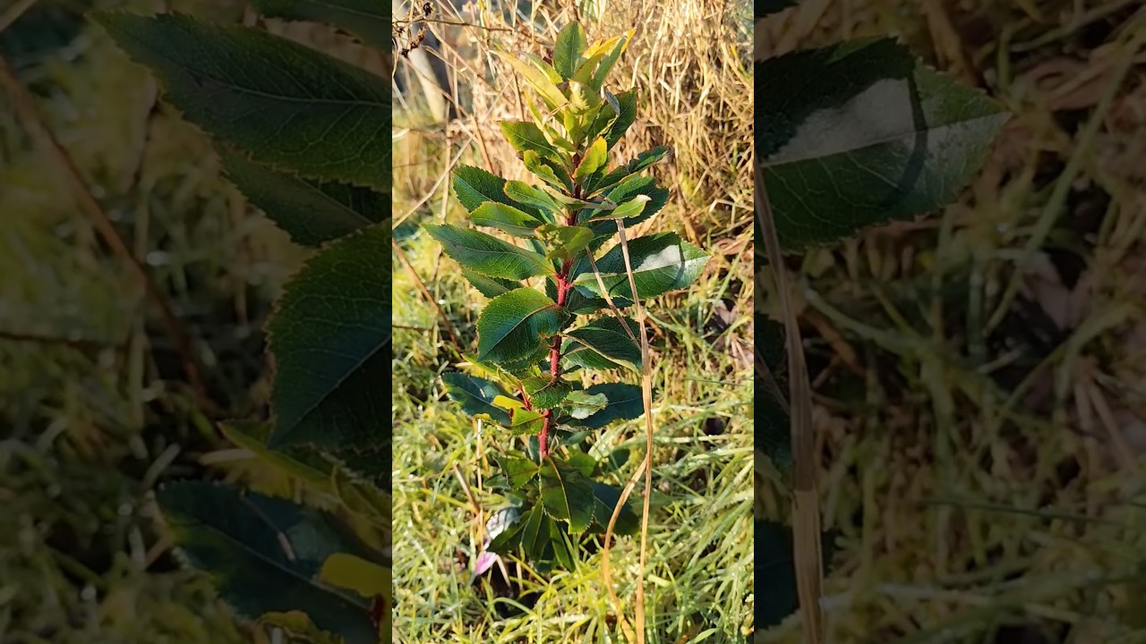 Strawberry Tree (Arbutus unedo) sapling on slope into bog woodland 09/01/2026