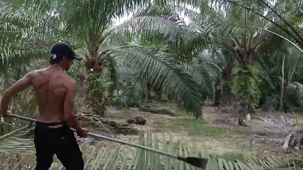 Panen sawit tanah bukit buahnya keliling
