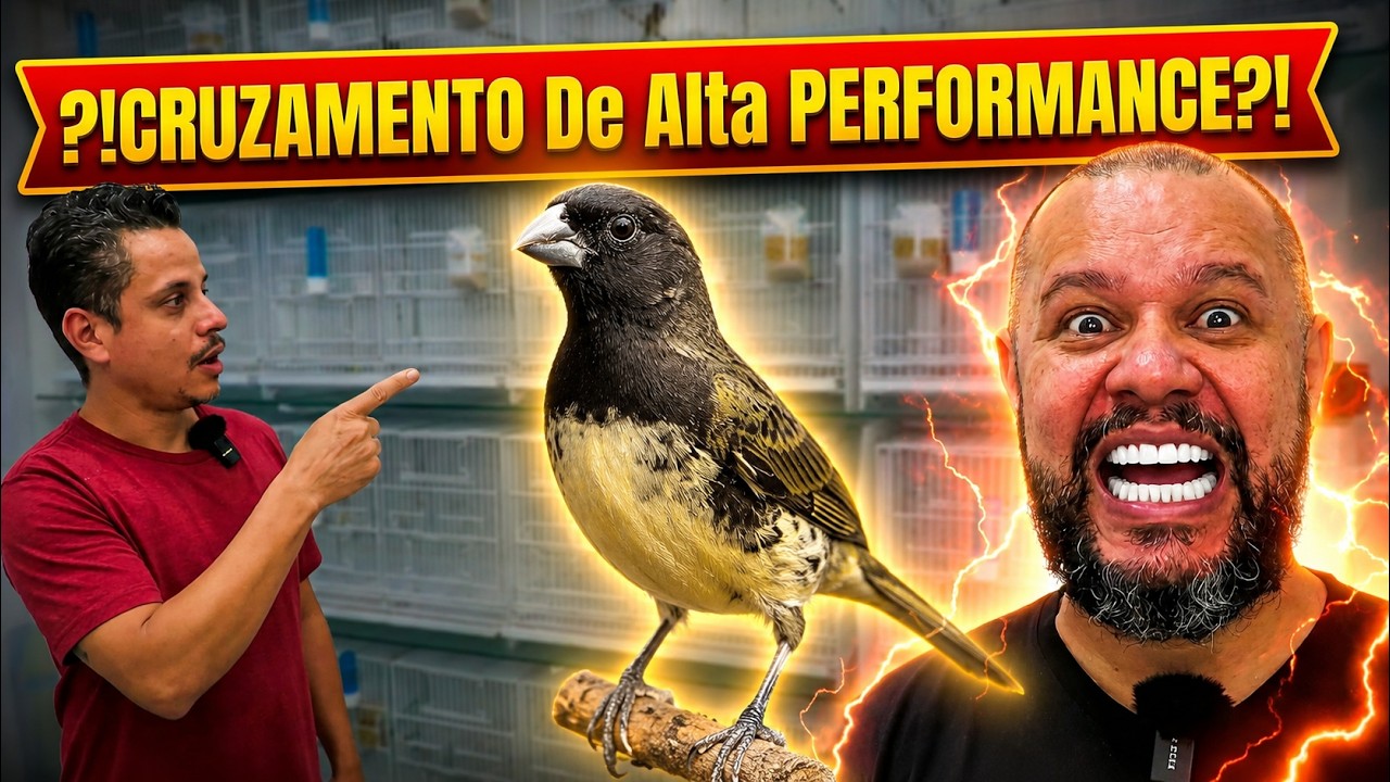 Criador Daniel Coleiro Adesíaca e Outras Espécies Criadas com Paixão Coleiro Peito Amarelo