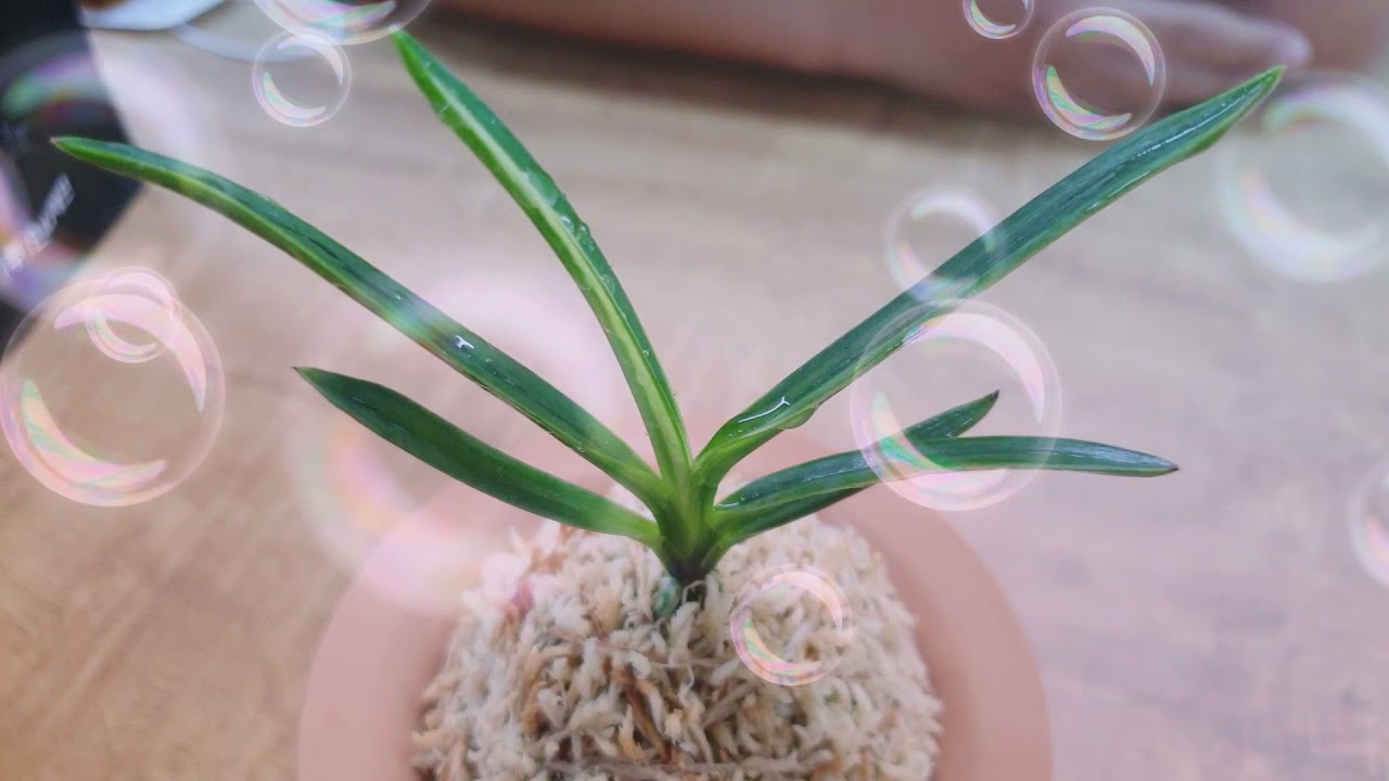 이것이 진정한 백모단. 단 한촉이 6년동안 만들어낸 기적의현장~ 판 사람도 깜짝 놀란 시미즈백모단