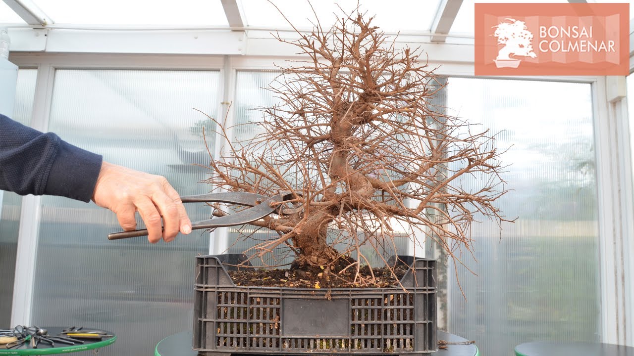 Poda profunda - Bonsai Colmenar