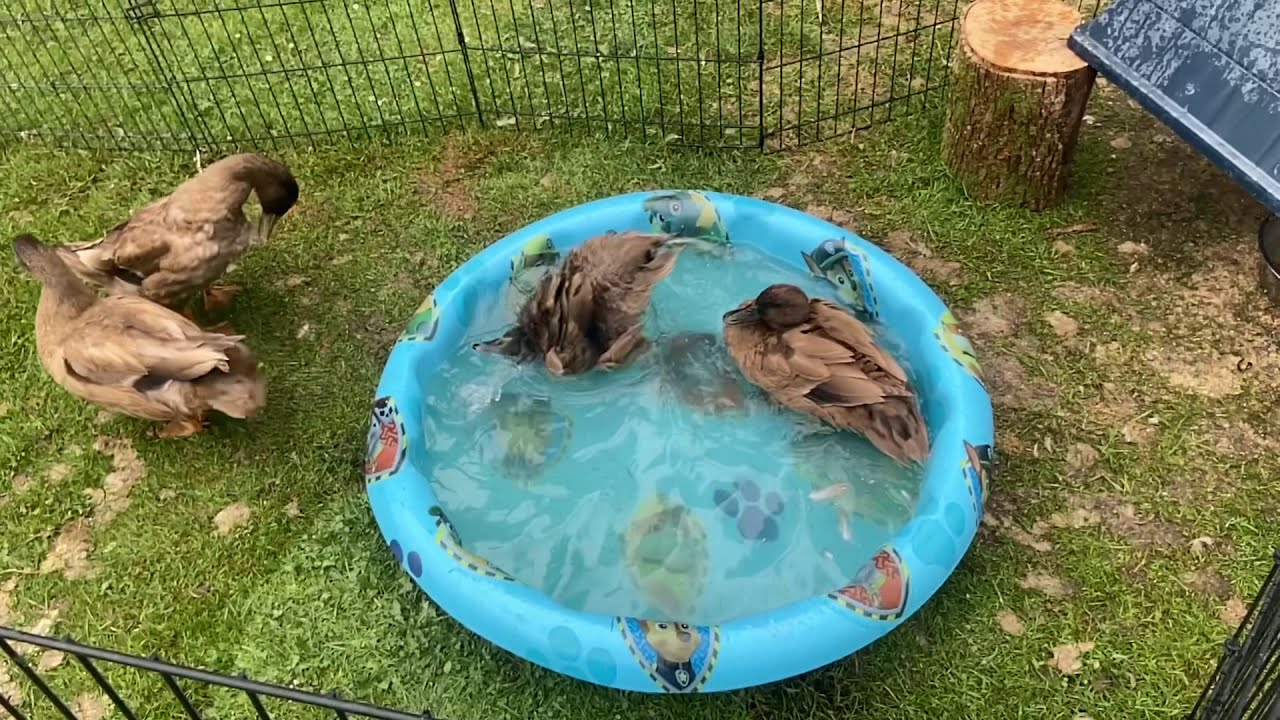 MEET the CAYUGA ducks!!!