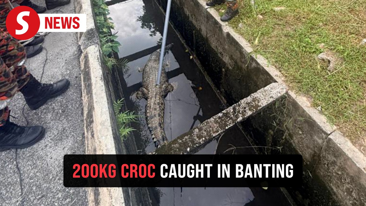 10-foot crocodile rescued from storm drain in Banting