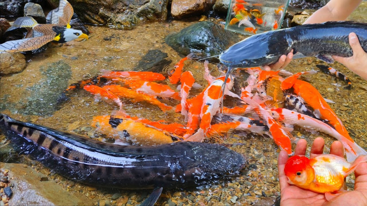 Поймайте в яме гигантскую рыбу-змееголова, там водятся большие сомы, кои, бойцовые рыбки и глофиши.
