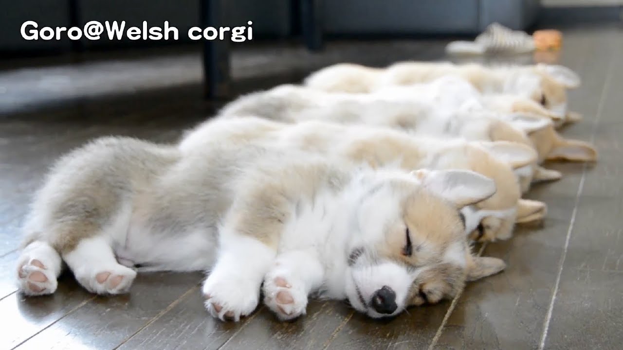 20130720 Part 8 cute corgi puppies sleep / コーギー子犬 お昼寝