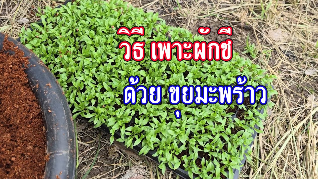 วิธีเพาะเมล็ดผักชีด้วยขุยมะพร้าว ประหยัด อัตรการรอดสูง
