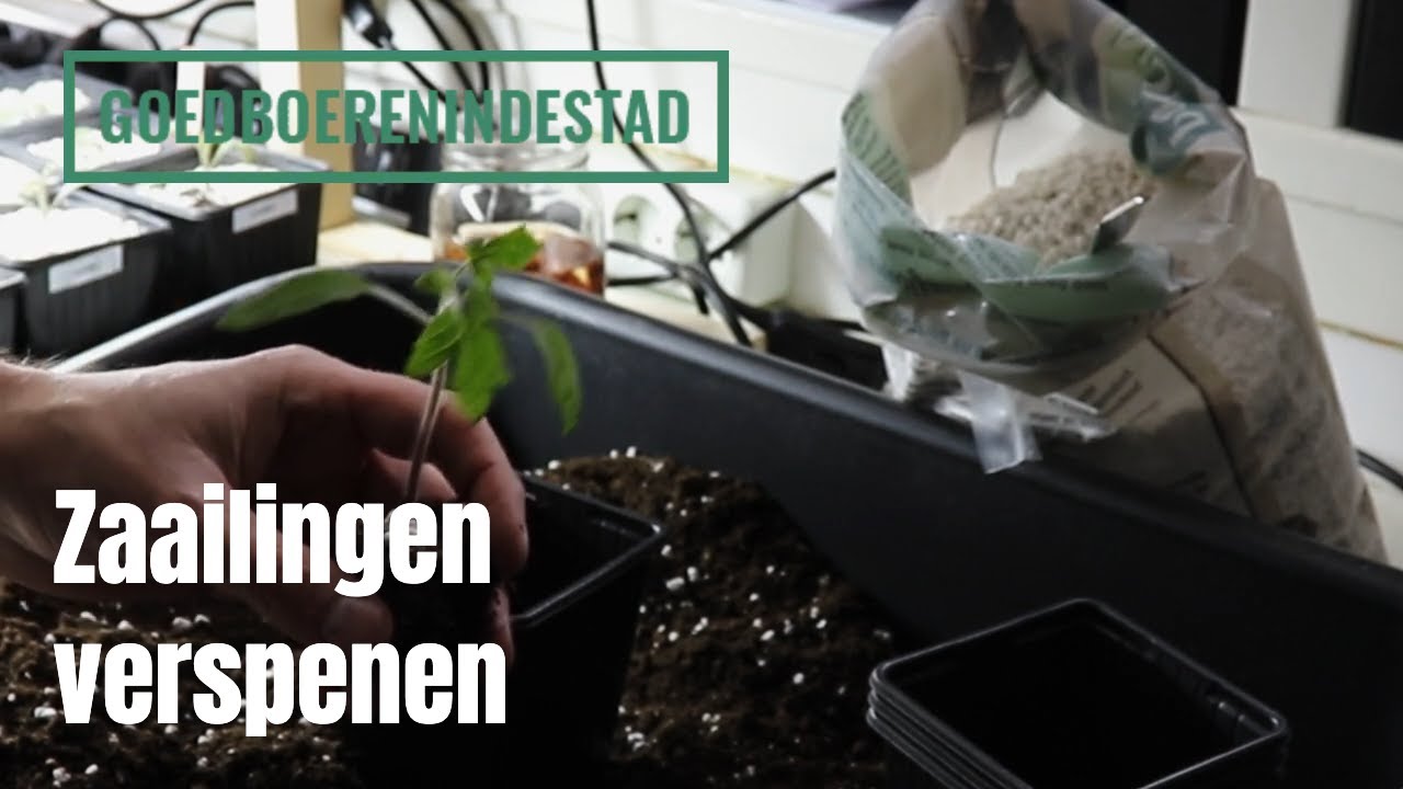 Zaailingen (tomaten) verspenen
