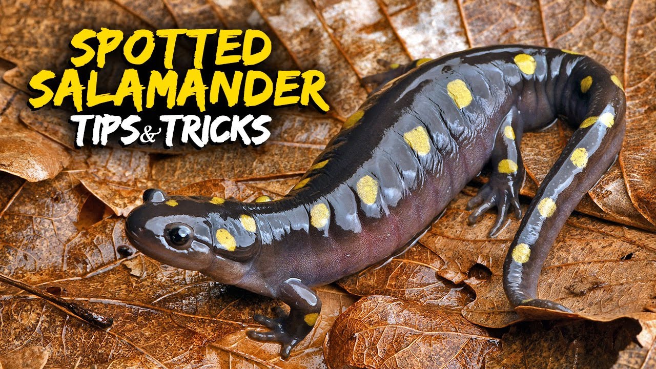 How to Find Spotted Salamanders!