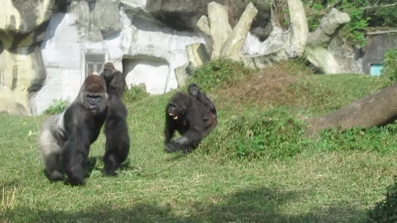 Gorilla Iriki is angry with D'jeeco. 11/02/2023