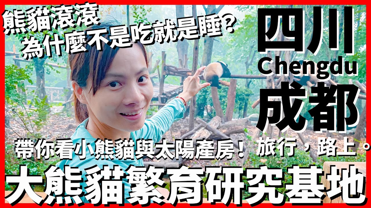 【成都Ep36】你知道熊貓為什麼不是吃就是睡嗎？手把手帶你看熊貓基地太陽產房🐼 