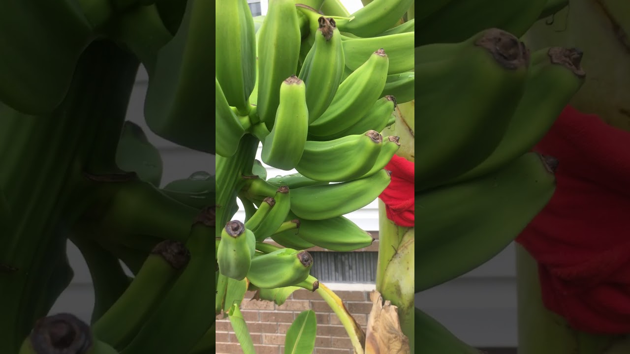 Orinoco banana Zone 7b