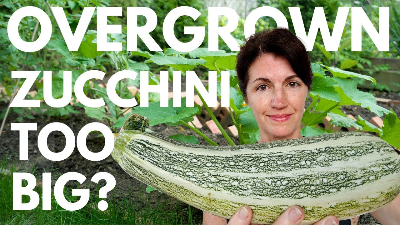 How to Use Giant Zucchini? Best Overgrown Zucchini Recipes