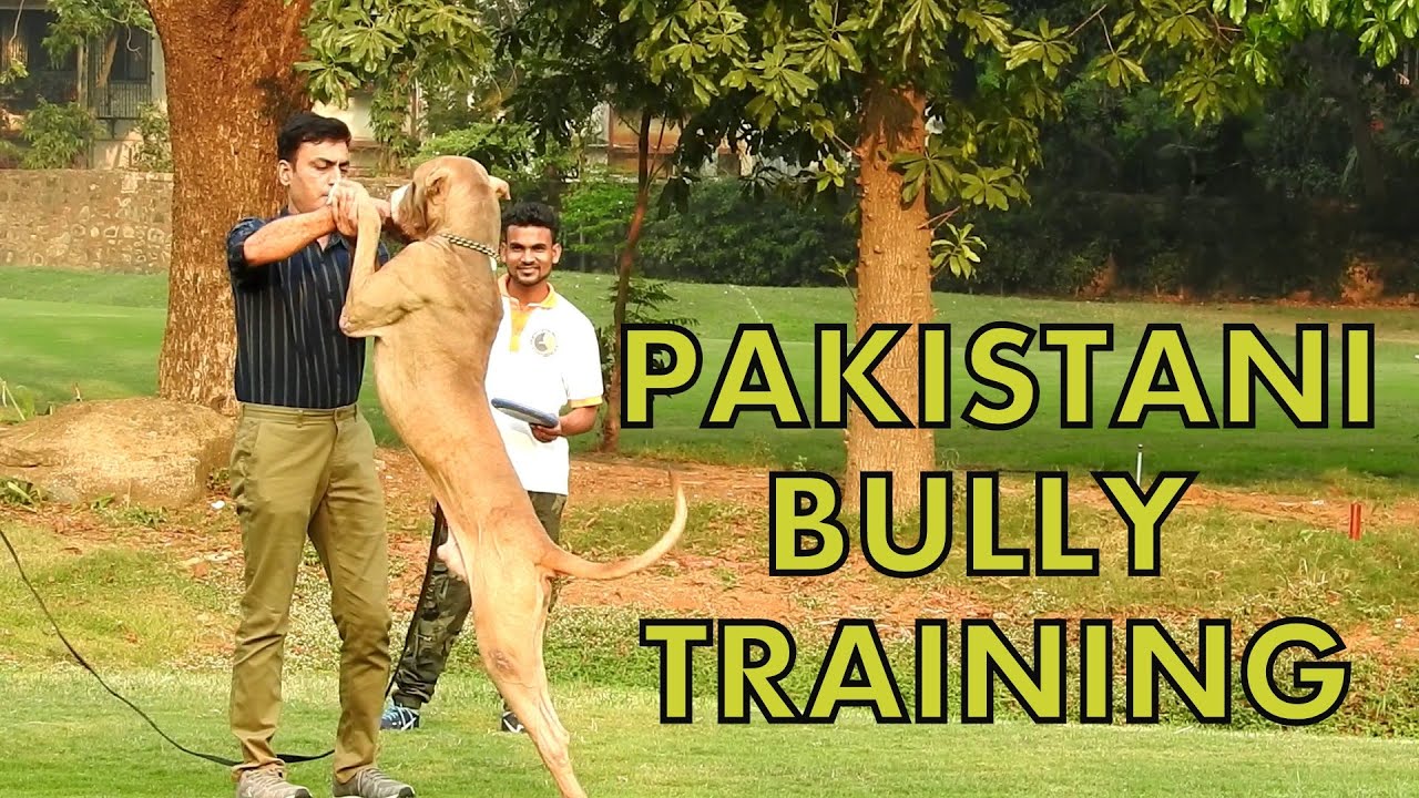 Pakistani Bully Training At Action Dogs