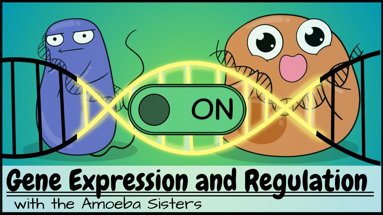 Gene Expression and Regulation