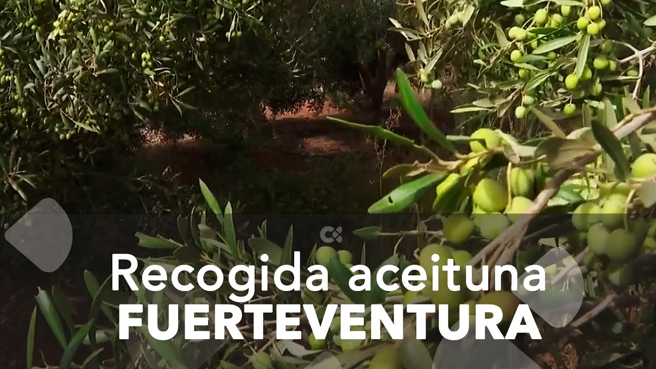 La campaña de recogida de la aceituna en Fuerteventura solo alcanzará el 50% de 2023