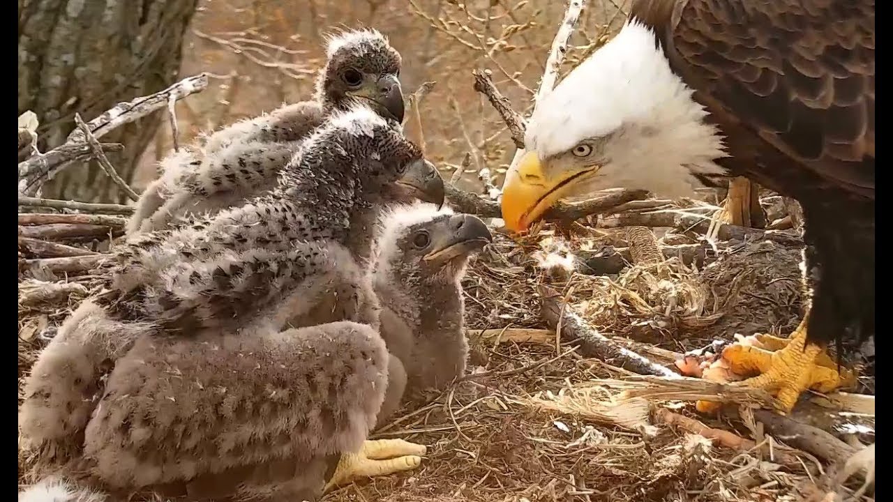 Breakfast at Decorah Eagles. 07.35 / 30 April 2018