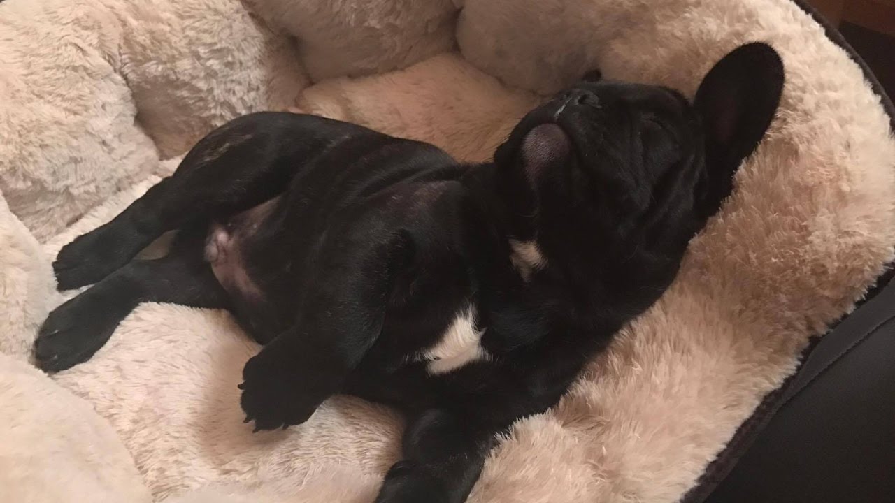 FIRST WEEK HOME | FRENCH BULLDOG GEORGE