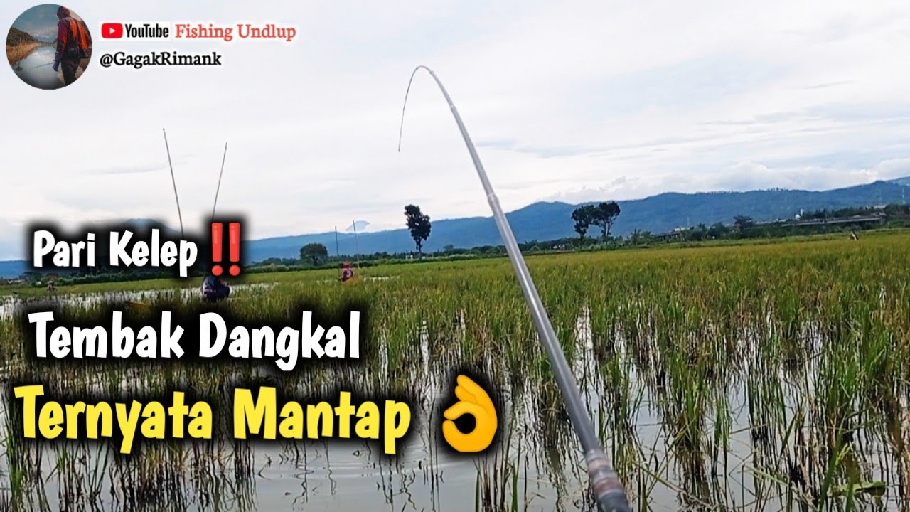 Spot Pari Kelep Ikan Mulai Makan/Mancing Rawa Pening Terbaru.#FU-360