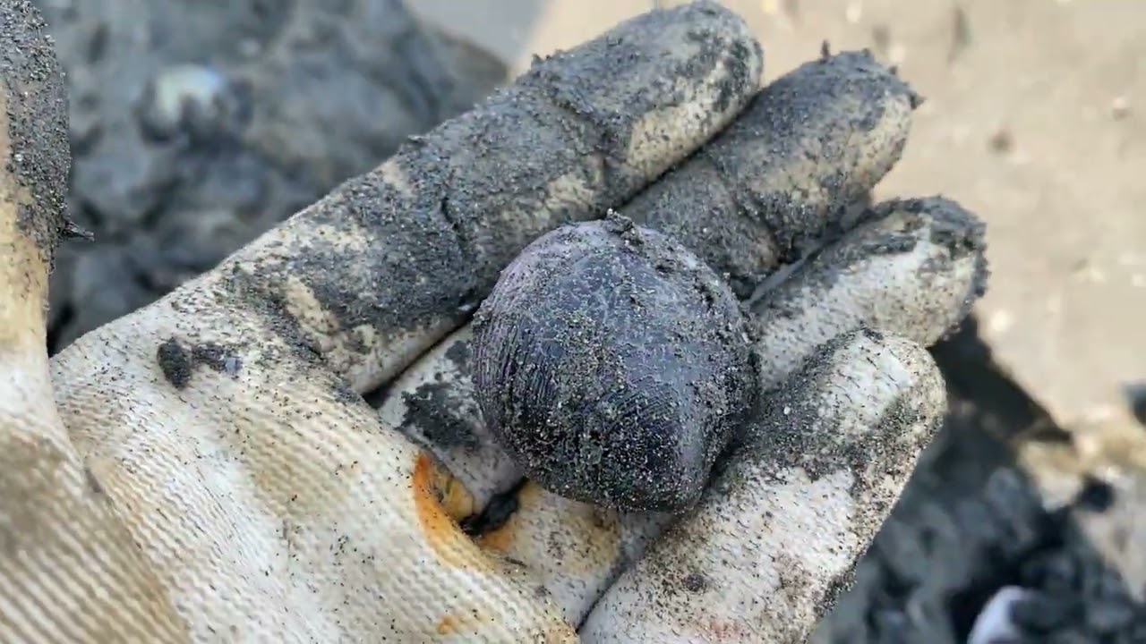 2024年3月8號新竹17公里海岸線旁挖赤嘴