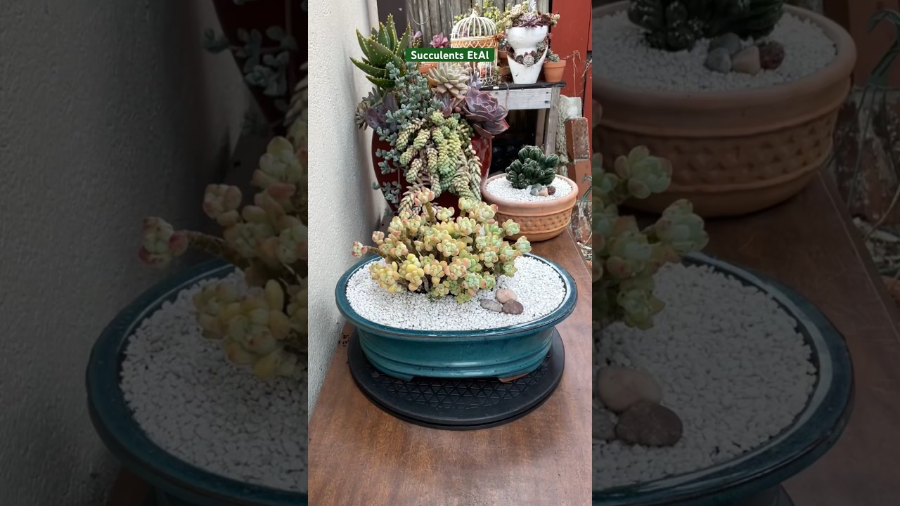 Sedum Clavatum Basic Repotting Hack!🪴 #succulents #suculentas #plant