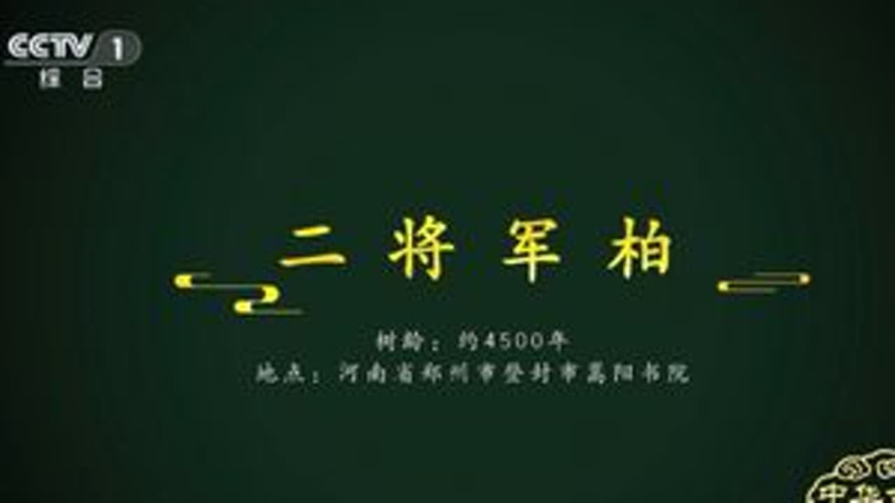央视持续关注登封，嵩阳书院汉封将军柏的故事...... #嵩阳书院 #将军柏 #央视 #文化旅游 #登封文旅 @郑州文旅 @河南省文化和旅游厅