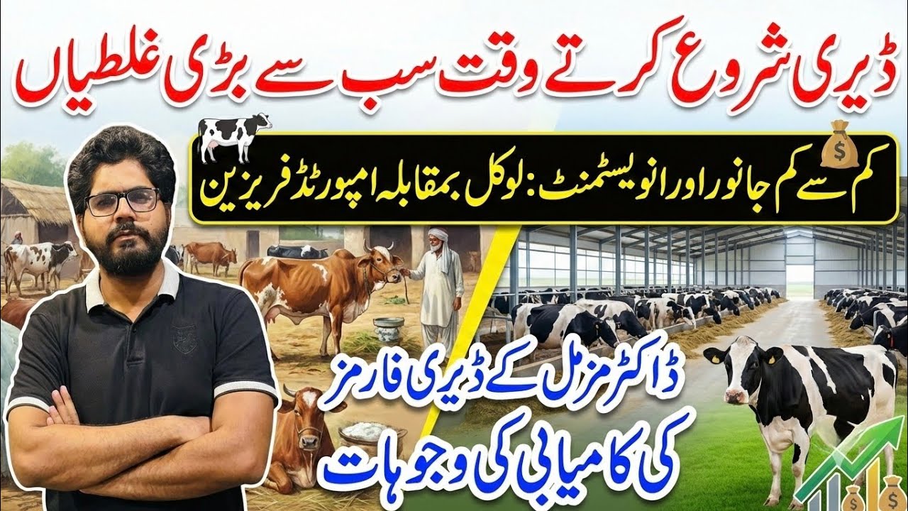 Biggest mistakes at dairy farm start II Minimum animals and investment in dairy farming