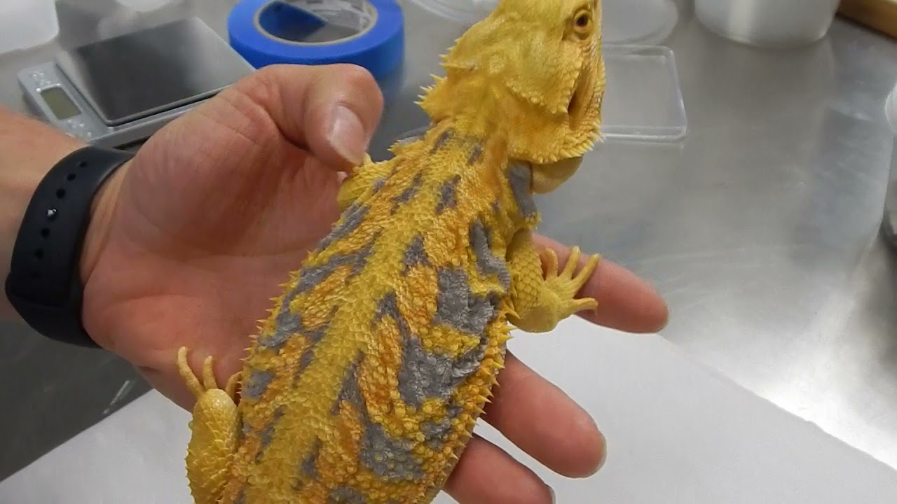 Bearded Dragon Color