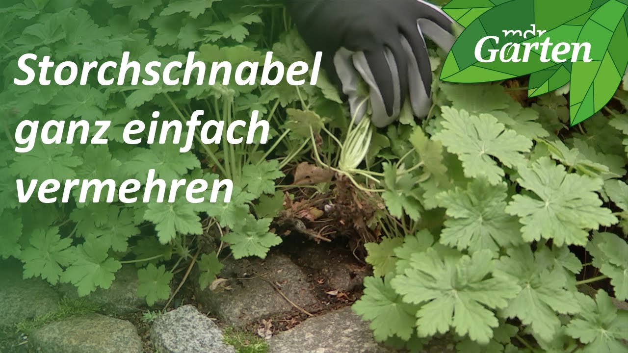 Storchschnabel ganz einfach vermehren | MDR Garten