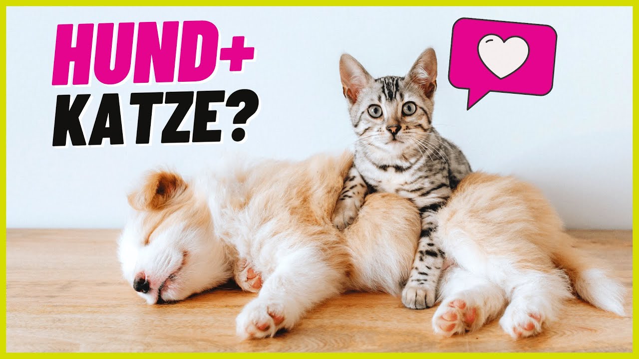 Hund und Katze zusammenführen – So klappt es garantiert!