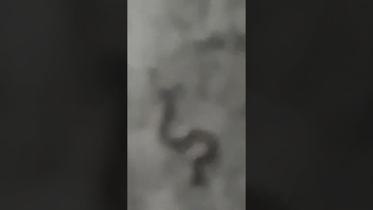 killing a fcking hammerhead worm using vinegar